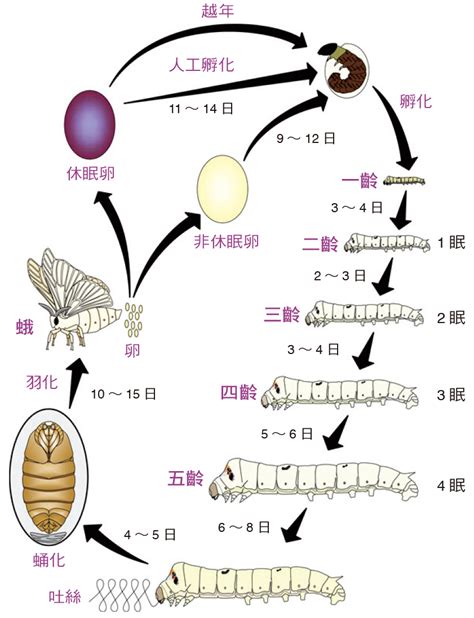 蠶的生命週期|【蠶的生命週期】蠶寶寶的一生：生命週期的6大階。